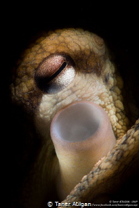 Snooted octopus by Taner Atilgan 